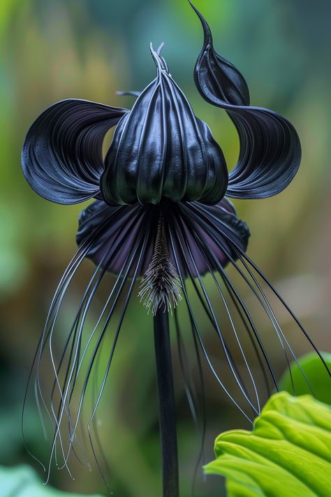 The Bat Flower is an intriguing and mysterious plant, featuring dark, almost black petals with long, whisker-like filaments. Native to Southeast Asia, this flower's unique appearance makes it a true conversation starter in any garden.  Light: Bright, indirect light. Water: Keep soil moist but not soggy. Soil: Well-draining, organic-rich soil. Temperature: 60-80°F (15-27°C). Humidity: High humidity is crucial. Fertilizer: Use a balanced fertilizer every month during the growing season.Perfect for adding an exotic touch to shaded garden areas.  #uniqueplants #gardenstyle #botanicalwonders #floweringbeauty Black Bat Flower, Creepy Plants, Shaded Garden, Bat Flower, Garden Areas, Nice Flower, Goth Garden, Plant Projects, Dark Flowers