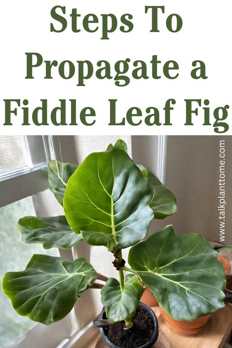 Steps To Propagate a Fiddle Leaf Fig – | Talk Plant To Me | Propagate Fiddle Leaf Fig, Fig Plants, Fiddle Fig Tree, Porch Plants, Fig Plant, Fiddle Fig, Ficus Lyrata, Plant Guide, Fiddle Leaf