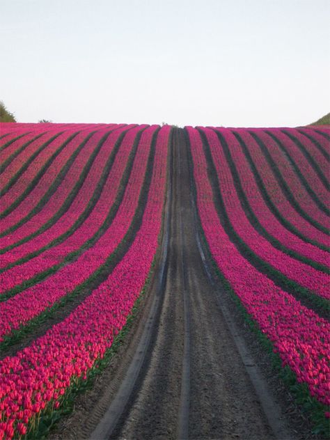 How to Care for Cut Tulips Tulip Field, Tulip Fields, Green Collection, Fields Photography, Deco Floral, Pink Tulips, Flower Field, Love Flowers, Pretty Flowers