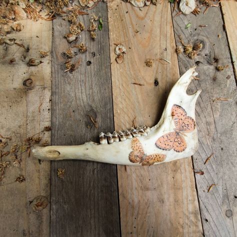 Sheep Jaw, Jaw Bone, Bone Decor, Vintage Butterflies, Taxidermy, Vulture Culture, Bones, Skulls, Decorated Bone, Goblincore Decor Animal Jaw Bone, Bone Decor, Goblincore Decor, Curiosity Box, Vintage Butterflies, Crop Protection, Vulture Culture, Jaw Bone, Vintage Butterfly