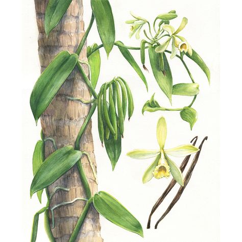 Watercolor illustrations for the relaunch issue of Sabor Journal, a culinary magazine. Issue 01 published November 2015Title page spread depicting Vanilla planifolia vine and flower. Full page Plate of Vanilla planifolia flowers and fruit life cycle.S… Vanilla Flower Drawing, Vanilla Drawing, Vanilla Illustration, Vanilla Flower, Orchid Drawing, Vanilla Planifolia, Vanilla Plant, Flowers And Fruit, Decoration Vitrine