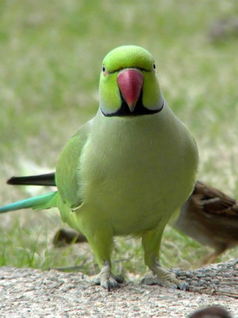 Green Parrot Bird, Alexandrine Parrot, Ring Necked Parakeet, Parrot Wallpaper, Incredible Creatures, Rare Birds, Pretty Animals, Parrot Bird, Exotic Birds