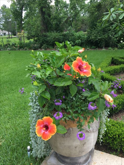 A beautiful planter for endless summer color! Hibiscus, Dichondra, Scaevola! Floral Container Ideas, Hibiscus Flower In Pots, Hibiscus Planters, Hibiscus Container Ideas, Hibiscus Potting Ideas, Hibiscus Planter Ideas, Hibiscus Flower Pot Ideas, Hibiscus Plant Care Potted, Hibiscus In Planter