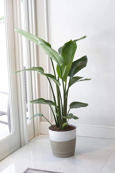 Best Large Indoor Plants | POPSUGAR Home White Bird Of Paradise, Strelitzia Nicolai, Anthurium Plant, Bird Of Paradise Plant, Large Indoor Plants, Live House Plants, Live Indoor Plants, Paradise Plant, Elephant Ear Plant