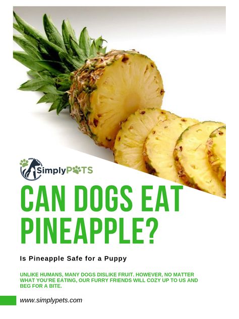 Can Dogs Eat Pineapple? Is Pineapple Safe for a Puppy  https://www.simplypets.com/ Can Dogs Eat, Dog Eating, A Puppy, Pineapple Juice, For Dogs, Pineapple, Puppies, Fruit, Canning