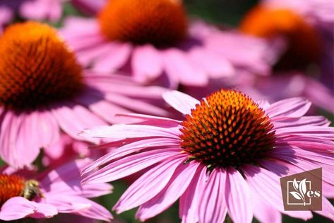 Echinacea Companion Plants, Coneflower Companion Plants, Garden Companion Planting, Asclepias Tuberosa, Companion Plants, Bee Balm, Wildflower Garden, Black Eyed Susan, Planting Vegetables