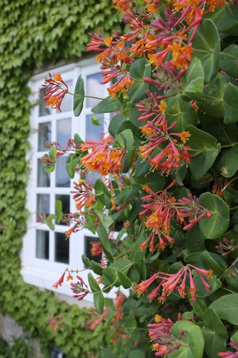 Honeysuckle Vine. Excellent vine cover for fences, trellises and arbors. Blooms Spring through Fall. Honeysuckle Arbor, Box Honeysuckle, Coral Honeysuckle Vine, Cape Honeysuckle, Northern Bush Honeysuckle, Iris Versicolor, Honeysuckle Vine, Pergola Pictures, Mock Orange