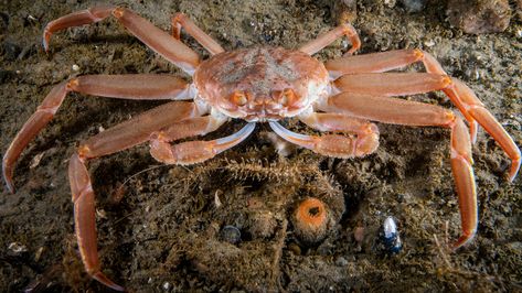 Red King Crab, Crab Species, Coconut Crab, Snow Crab, Bottom Of The Ocean, Crustaceans, Marine Life, Crab, Mammals