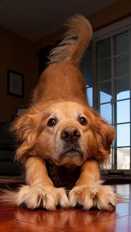 Golden stretch A Golden Retriever, Love My Dog, Airedale Terrier, Golden Retrievers, Dog Photography, Sweet Animals, Pet Grooming, 귀여운 동물, Rottweiler