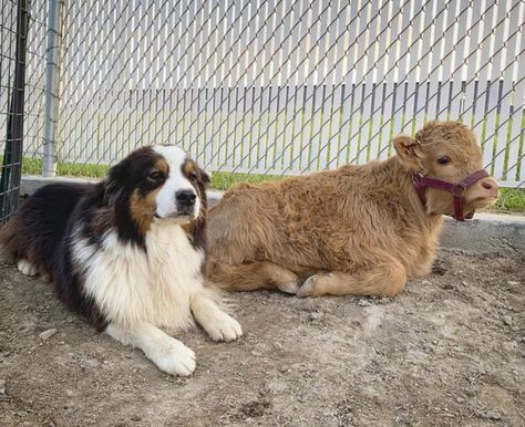 Micro Cow Breeds, Micro Mini Cows, Micro Mini Highland Cow, Micro Cow, Mini Cows For Sale, Mini Hereford, Miniture Cows, Mini Highland Cow, Miniature Cattle