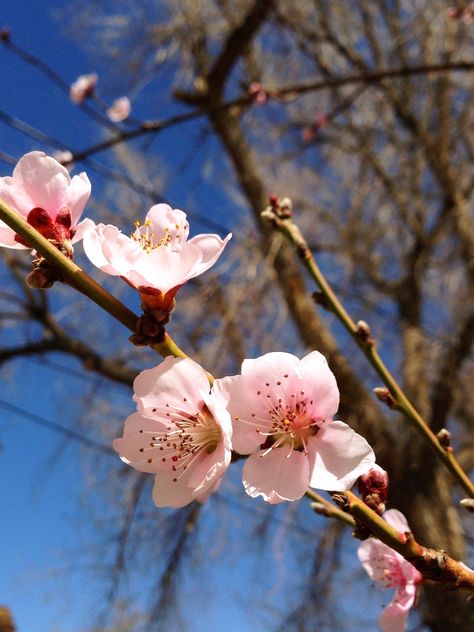 Apricot Tree Blossoms Tree Blossom, Apricot Tree, Love Flowers, Spring Flowers, Apricot, Blossom, Plants, Flowers, Quick Saves