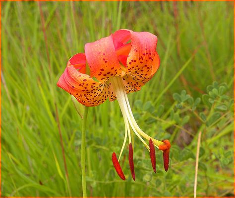 Carolina Lily  Lilium michauxii  NC Mountains Carolina Lily, Nc Mountains, Lily