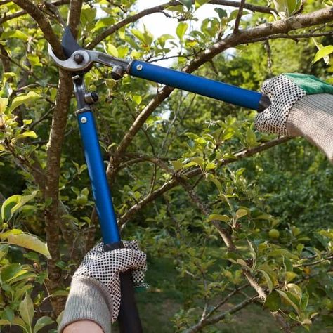 Tame your garden with these pruning tools! I'll show you how to use pruning shears, loppers and saws to whip your yard into shape! Learn the difference between the different pruning tools and how to use them all correctly for a beautiful garden! Anemone Du Japon, Tree Removal Service, Stump Removal, Urban Tree, Pruning Tools, Tree Pruning, Tree Removal, Tree Cutting, Garden Maintenance