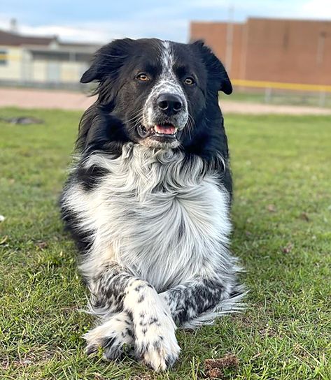 These 10 Border Collie Mixes Are the Perfect Blend of Beauty and Brains Border Collie Cocker Spaniel Mix Dogs, Great Pyrenees Border Collie Mix Puppy, Border Collie Lab Mix Dogs, Border Collie Aussie Mix Puppies, Aesthetic Border Collie, Border Collie Photography, Border Collie Poodle Mix, Collie Aesthetic, Border Collie Aesthetic