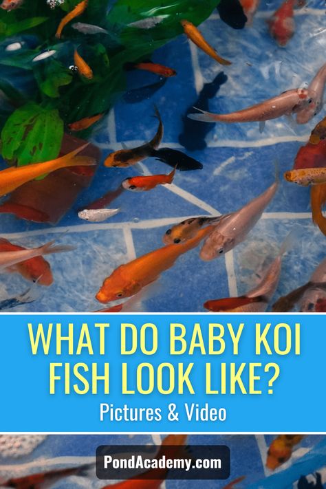 Find out what baby koi look like with pictures and a video! Plus, learn more about their color at this young age and some other koi fry facts! Koi Fish Care, Koi Pond Backyard, Small Fish Pond, Koi Fish Colors, Diy Ponds Backyard, Lilly Pond, Fish Pond Gardens, Koi Fish Drawing, Garden Pond Design