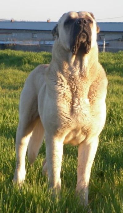 Sophie Gamand, Teacups Puppies, Morkie Puppy, Guardian Dog, Kangal Dog, Turkey Dogs, Livestock Guardian Dog, Livestock Guardian, Big Dog Breeds