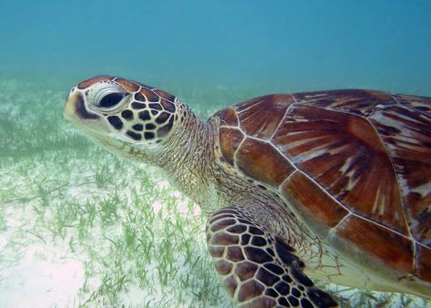 Drawing Reference Animals, Reference Animals, Green Turtle, Sea Turtles, Side View, Sea Turtle, Turtles, Drawing Reference, Cute Animals