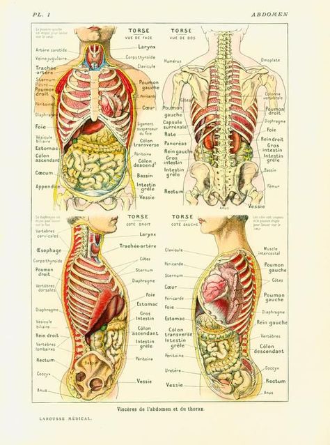 1912 Anatomy Human Body Internal Organs Intestine Liver Kidnet Guts Encyclopedia Larousse medical French Vintage 80 YEARS OLD | Human body organs Human anatomy chart Human body Human Anatomy Chart, Torso Anatomy, Anatomy Organs, Sistem Saraf, Human Body Organs, Body Diagram, Human Organ, Human Body Anatomy, Medical School Essentials