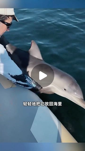 Baby Dolphin, Baby Dolphins, Mei Mei, June 15, Dolphins, On Instagram, Quick Saves, Instagram