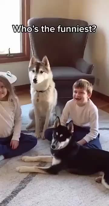 Funny Husky Videos, Husky Videos, Funny Husky, Dog At Home, Husky Funny, Funny Dog Memes, Train Your Dog, Baby Animals Funny, Cute Funny Dogs