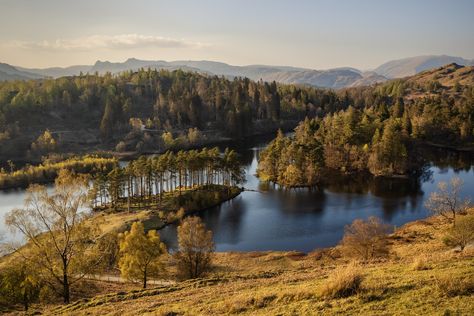 Golden | Tarn Hows, Lake District | Andrew Robertson | Flickr Andrew Robertson, Lake District, Lake, Water, Photography