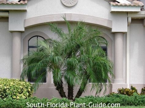 triple-trunk palm by house Pygmy Date Palm, Robellini Palm, Pool Planters, Trees For Front Yard, Palm Trees Landscaping, Front Yard Plants, Small Yard Landscaping, Florida Landscaping, Screen Plants