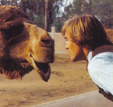 The Beach Boys - Pet Sounds - 1966 Album Cover Location - San Diego Zoo - PopSpots Pet Sounds Beach Boys, Pacific Ocean Blue, Bruce Johnston, Mini Aesthetic, Wilson Brothers, 1970s Aesthetic, Carl Wilson, David Marks, Dennis Wilson