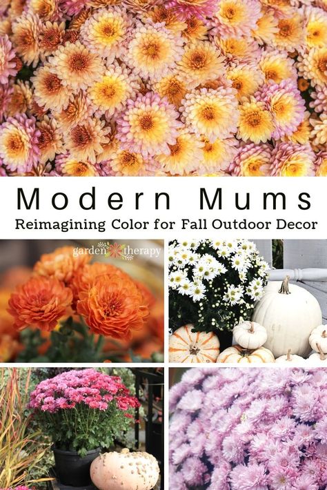 New varieties of mums are constantly being bred for performance and color. Crayon-box bright colors are no longer the only options. Deeper hues of bronze, copper, rust, peach, wine, and chocolate are a modern color pallet that can update your front porch. The newest varieties of modern mums not only look beautiful, but they are easy to care for in the garden. Explore their stunning blooms: #falldecor #falldesign #autumn #flowers #flowergarden #gardentherapy #gardening #fallgarden #fallflowers Aesthetic Front Yard, Fall Landscaping Front Yard, Hardy Mums, Fall Displays, Wine And Chocolate, Fall Landscaping, Front Lawn Landscaping, Peach Wine, Fall Mums