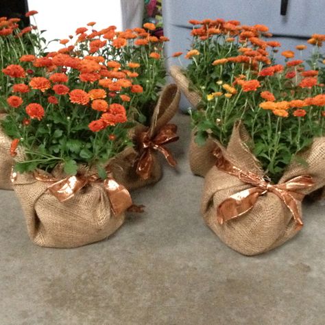 Fall wedding Mum Centerpiece Table Decorations, Fall Rehearsal Dinner Decorations, Workshops Ideas, Fall Rehearsal Dinners, Rehearsal Dinner Decorations, Fall Wedding Color Palette, Fall Picnic, Thanksgiving Wedding, Church Wedding Decorations