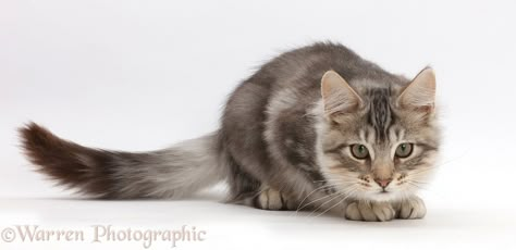 Silver tabby kitten, Loki, 4 months old, crouching, ready to pounce, white background Loki Photos, Loki Images, Cat Crouching, Silver Tabby Kitten, Silver Tabby Cat, 4 Months Old, Tabby Kitten, 4 Months, Tabby Cat