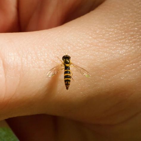 How To Keep Hover Flies Away - Get Rid Of Sweat Bees For Good! Bee Spray, Bee Repellent, Getting Rid Of Bees, Repellent Diy, Garden Preparation, Sweat Bees, Fly Love, Bug Killer, Small Bees