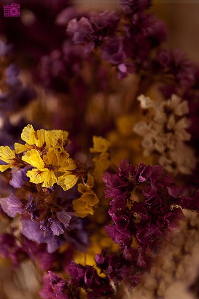 Mustard Yellow and Plum Purple Plum And Mustard Bedroom, Purple And Mustard Bedroom, Plum Purple Aesthetic, Yellow And Purple Aesthetic, Purple And Yellow Aesthetic, Plum Color Palette, Purple And Mustard, Purple Autumn, Deco Orange