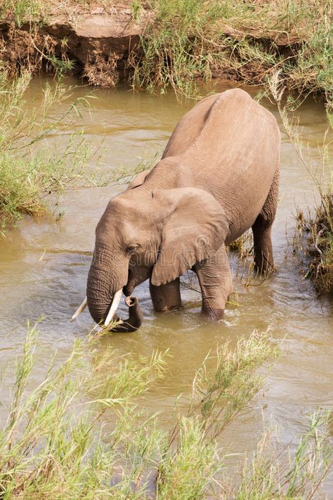 Single African elephant drinking water stock image, #water, #Sponsored, #stock, #SPONSORED, #ad Elephant Drinking Water, African Elephant, Vector Artwork, Top View, Drinking Water, Vector Free, Elephant, Stock Images, Drinks