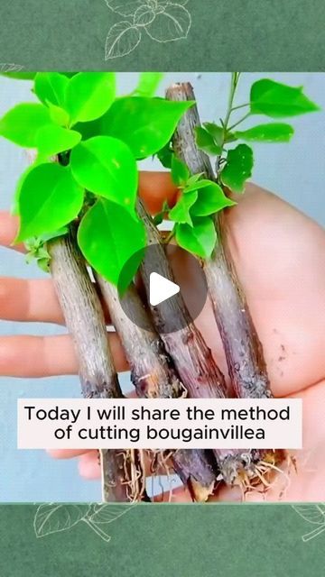 The Rooted Flora | Garden | Plant on Instagram: "Bougainvillea propagation #gardening #garden #gardeningtips #gardenlife #gardeninspiration #gardenideas #gardenlove #gardendesign #gardenersofinstagram #gardenersworld #garden_styles #gardenphotography #gardenlovers #gardenerslife #gardenart #gardenbeauty #gardensofinstagram #gardenplants #gardenviews #gardenersparadise #gardenista #gardeningcommunity #gardenloversclub #gardenaddict #gardeners #gardenerslife" Flora Garden, Bougainvillea, Garden Ideas, Plants, On Instagram, Instagram