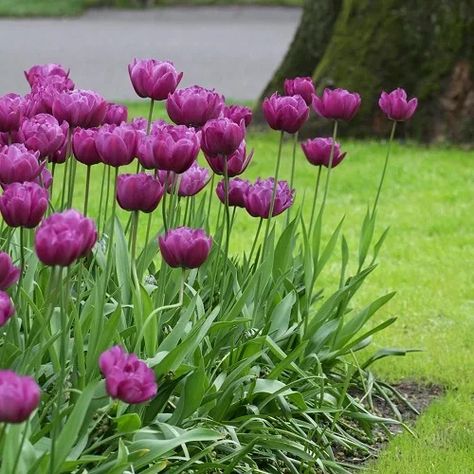 Tulip Meaning, Tree With Yellow Flowers, Double Peony, Tulips Meaning, Longfield Gardens, Dark Purple Flowers, Purple Peonies, Parrot Tulips, Soft Lavender