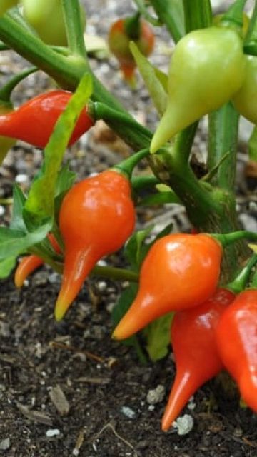 Gardening • Education • Plants on Instagram: "One of the best peppers we grew this year were biquinhos, which are better known if you're a @traderjoes fan as "Pepper Drops". These are wonderful to eat fresh, but also turn into hot sauce...@jacquesinthegarden just whipped up some himself which he'll be doing a taste test on over on his account!" Pepper Drops, Eat Fresh, Garden Vegetables, Helpful Things, Green Pepper, Taste Test, Taste Testing, Stuffed Green Peppers, Garden And Yard