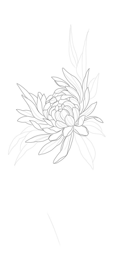 Drawing Of Chrysanthemum, Mum Flower Drawing, Chrysanthemum Tattoo Stencil, Spider Mum Tattoo, Chrisantem Tattoo, Floral Tattoo Sketch, Chrysanthemum Stencil, Chrysanthemums Tattoo, Chrysanthemum Tattoo Design