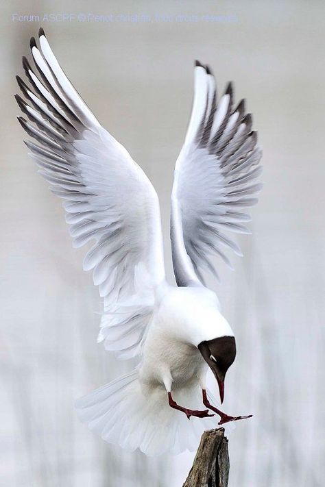 Flying Birds🐦🐥 on Twitter: "Arctic tern.… " Best Cameras, Bird Wings, Exotic Birds, Pretty Birds, Sea Birds, Bird Photo, Colorful Birds, Bird Photography, Animal Planet