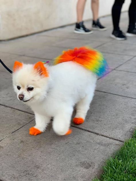 Dyed Pomeranian, Dyed Dog Tail, Dog Fur Dye Ideas, Dogs Dyed Hair, Dog Hair Color Ideas, Dyed Dogs Hair, Poodle Puppy Cut, Dyed Dogs, Pomeranian Colors