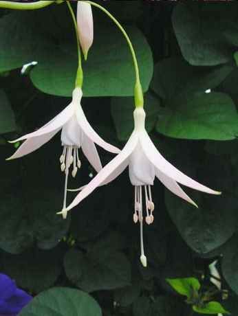 Fuchsia Flowers, Plant Fungus, Moon Garden, Nothing But Flowers, Unusual Flowers, Rare Flowers, White Gardens, Pretty Plants, Plant Nursery