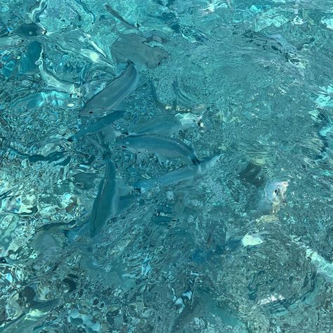 Peces en la playa de Los Muertos , Almería Lifestyle, Blue, Art, Almeria