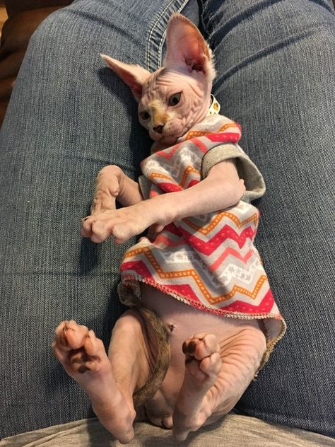 "This listing is for kitten size only cotton Jersey shirts. I have shown some of the samples in fleece to show fit. All cottons in my shop have been preshrunk so, no worries on your end. If you have no time to wait for a custom order please see my same day shipping kitten sweaters under the tap \"Kitten Size RTS\". They are made with an average weight cotton jersey with a touch of Lycra for superior stretch and recovery. It is great for most conditions, after bath, keeping the chill of an air co Wallpaper Silly, Pfp Silly, Cute Hairless Cat, Gato Sphynx, Kitten Sweater, Hairless Cats, Sphynx Cats, Cat Things, Beautiful Kittens