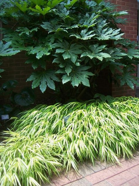 Fatsia and Japanese Forest grass | plant combinations | Pinterest ... Entertainment Garden, Contemporary Planting, Garden Grasses, Shade Planting, Hakone Grass, Fatsia Japonica, Japanese Plants, Architectural Plants, Japanese Forest