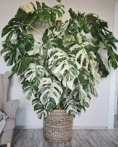 Monstera variegated Indoor Plant Janda Bolong Variegata, Albo Monstera Plant, Monstera Albo Variegata, Monstera Variegata, Indoor Plants Styling, Variegated Monstera, Monstera Albo, Plant Party, Plant Goals