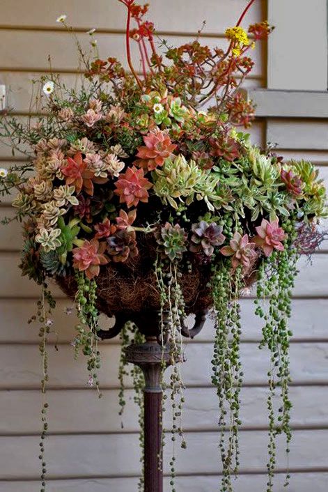 Succulent-garden Old Floor Lamp, Garden Succulents, Monrovia Plants, Container Planting, Succulent Landscaping, Upcycle Garden, Planting Ideas, Light Salmon, Potting Sheds