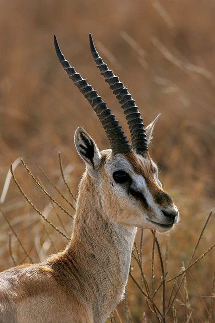 THOMSON'S GAZELLE - Eudorcas thomsinii . . . Gazelle Costume, Thomson's Gazelle, Thomson Gazelle, Animal Horns, Animals With Horns, African Antelope, Afrique Art, Animal Reference, Animal Wildlife