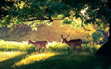 Deer Crossing, Cottage In The Woods, English Cottage, Enchanted Forest, Beautiful Creatures, Animal Kingdom, Pet Birds, Beautiful Photo, Animals Wild