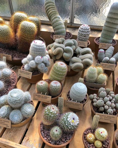 Kinds Of Cactus, Lithops Succulents, Stone Cactus, Cactus Collection, Succulent Landscape Design, The Aliens, Latin Word, Tillandsia Air Plant, Moss Garden