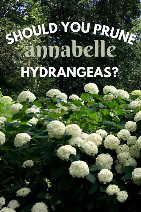 Should you prune Annabelle hydrangeas? Check out the article below for Kelly Lehman's answer Annabelle Hydrangea Care, Pruning Annabelle Hydrangea, Strong Annabelle Hydrangeas, Types Of Hydrangea Bushes, Annabella Hydrangea, Annabelle Hydrangea Companion Plants, Hydrangea Support Ideas, Annabel Hydrangea, Annabelle Hydrangea Landscaping