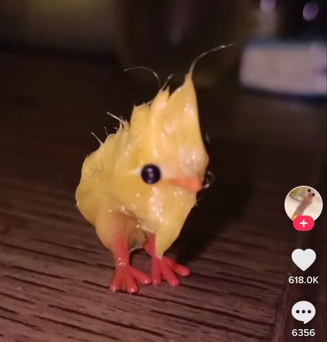 Fuzzy Chickens, Wet Chicken, Cursed Emoji, Funny Rats, Chicken Toys, Crazy Funny Pictures, Bestest Friend, Chicken Humor, Funny Captions